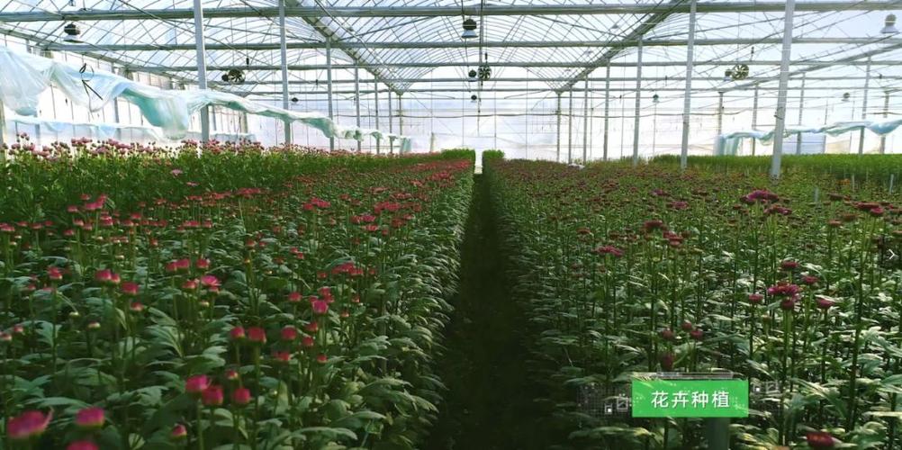 乡村振兴联塑集团发力现代农业投资高端花卉种植产业建设