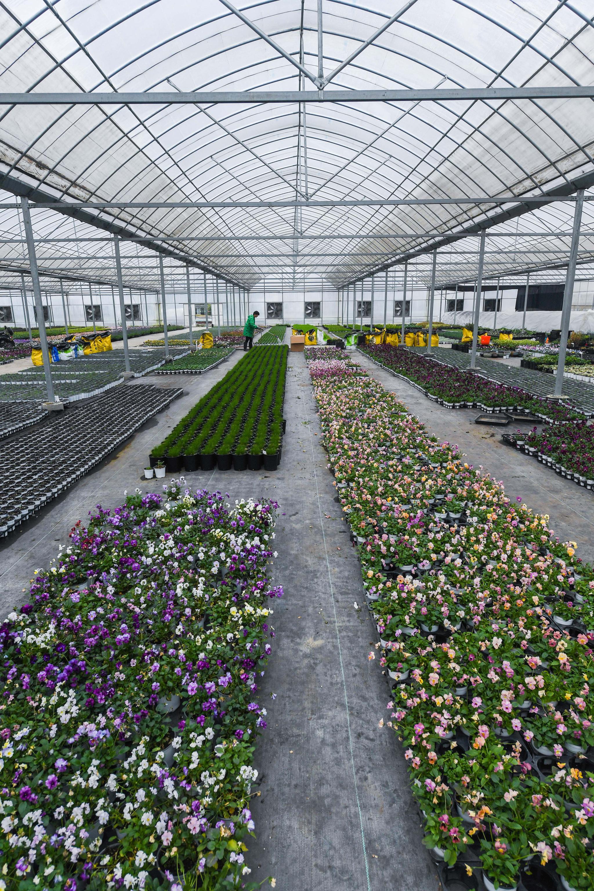 目前,当地已发展花卉种植1万多亩. 新华社记者 王晓 摄