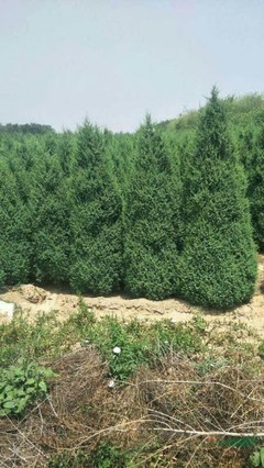 河北定州兴盛苗木种植基地