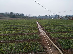 湖南攸县油茶苗基地及销售