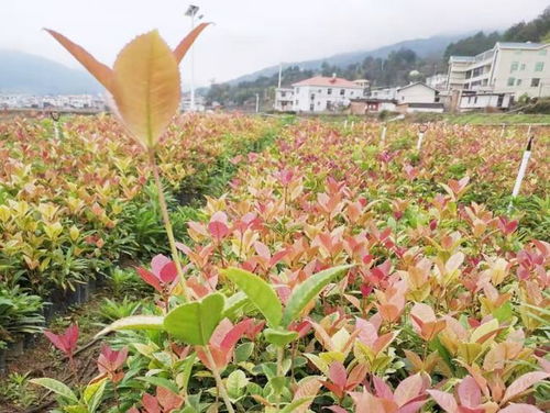 江西德兴花桥村 小苗木谱写乡村振兴大文章