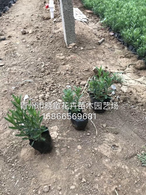 【育苗基地培育批发薰衣草花海幼苗】- 