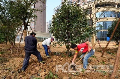 荆河东路东段开始栽植苗木 西段道路地基施工