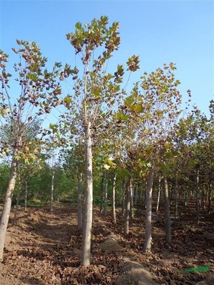 济宁市任城区真诚苗木种植基地