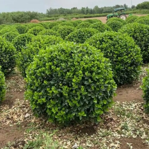 淮南胶东卫矛树苗种植基地