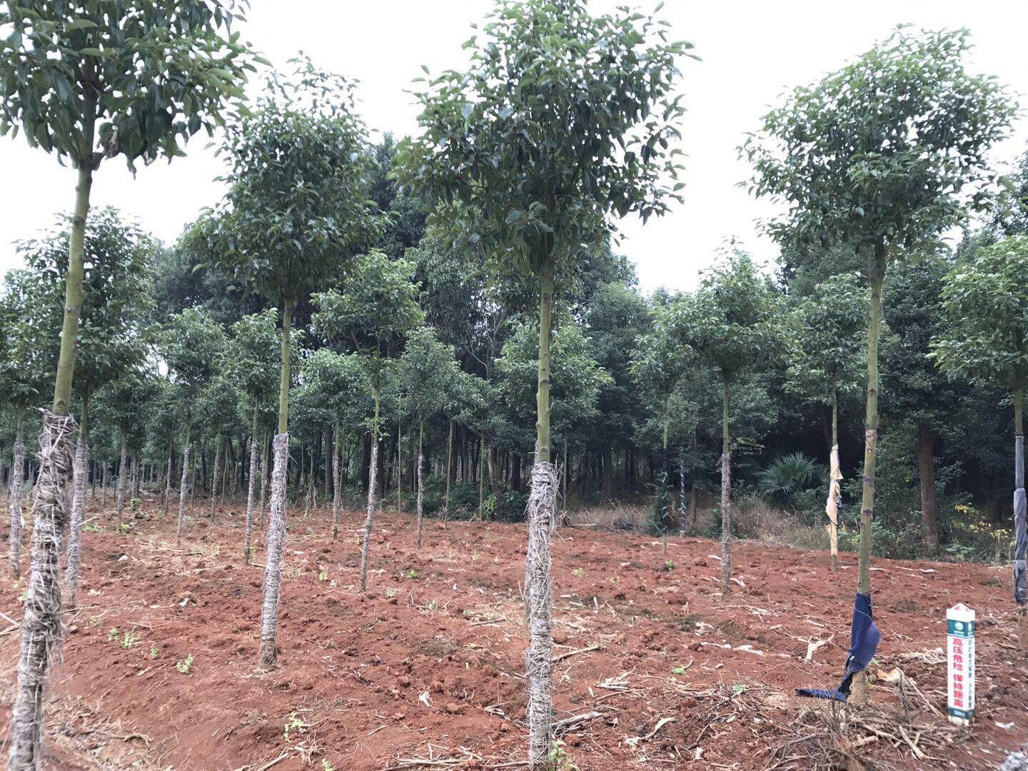 绿化苗木香樟树苗庭院植物花卉香樟木树苗四季常青驱蚊树种植盆栽