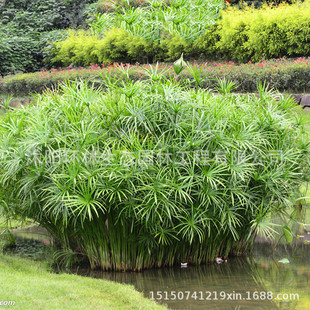 黄菖蒲 水生植物 河道绿化苗木 承接种植净化水质菖蒲苗基地批发