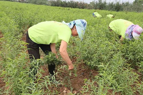 优质巴旦木树苗怎么选 河北巴旦木一亩地产量多少