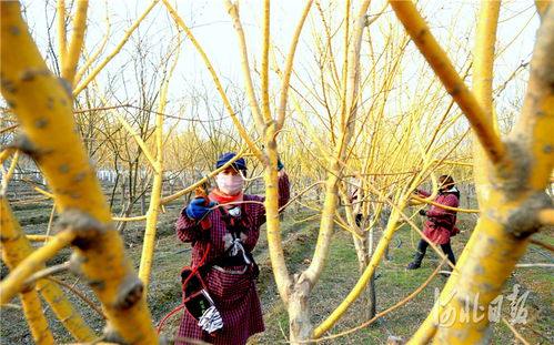 博野 绿色产业富民强县凤凰网河北 凤凰网