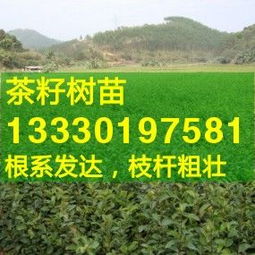 2019年油茶树苗种植报价 批发信息 制造交易网