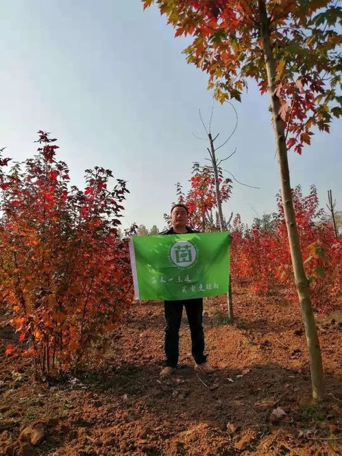 恭喜邳州市富丽银杏苗木种植专业合作社黄继新入驻苗木通