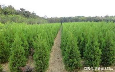 绿化常用苗木(雪松)介绍,雪松的种植方法和注意事项