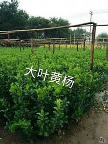 宿根花卉 草花系列 绿化苗木 公司相册 天津旭东苗木种植专业合作社