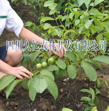 供应四川宜宾核桃树苗的种植前景怎么样呢价格 厂家 图片