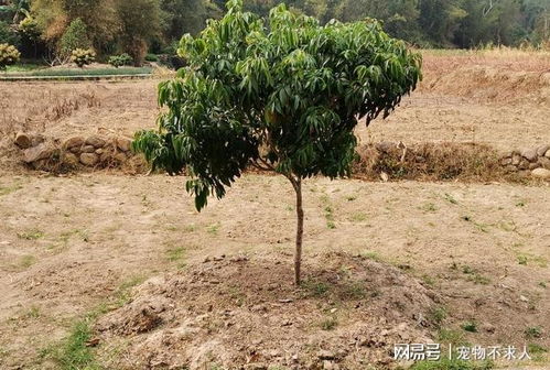 要想种植的荔枝果树苗木成活率更高,一定要搞懂以下三大重点要求